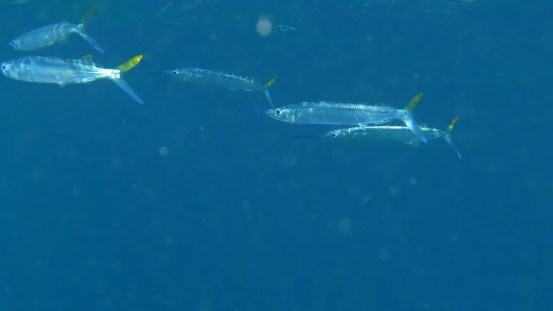 Ballyhoo (Hemiramphus brasiliensis)