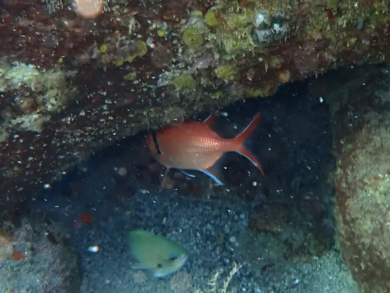 Blackbar soldierfish (Myripristis jacobus)