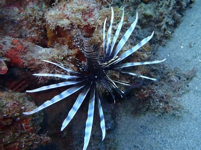 Common lionfish (Pterois volitans)