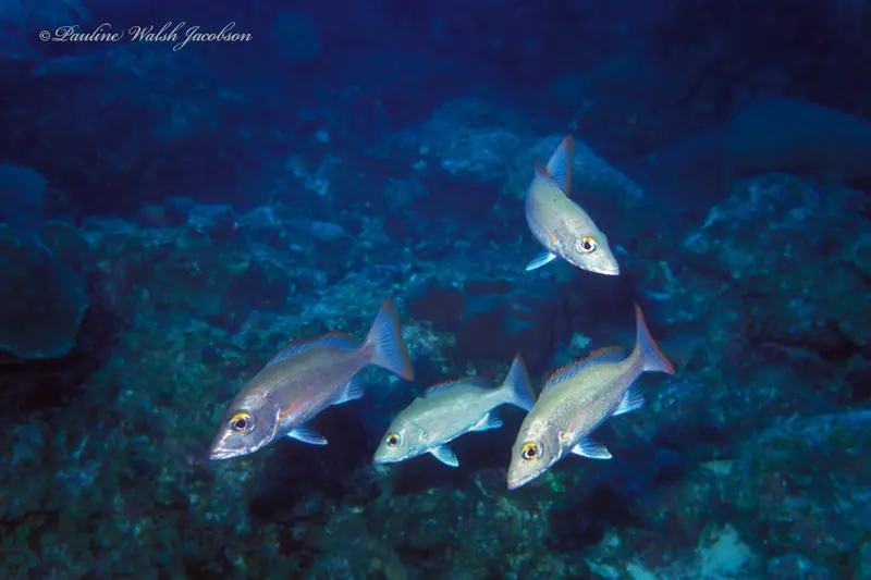 Mahogany snapper (Lutjanus mahogoni)