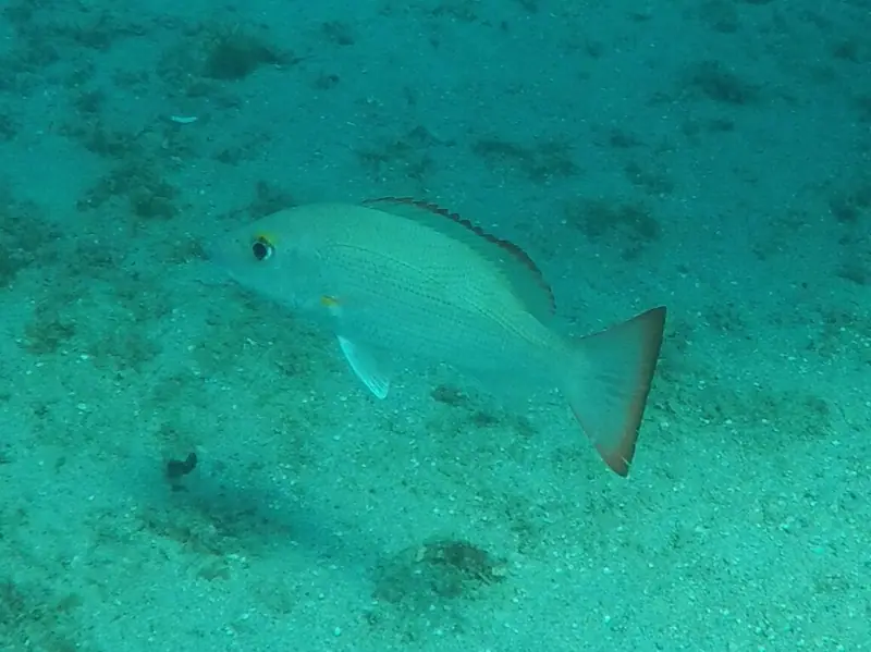 Mahogany snapper (Lutjanus mahogoni)