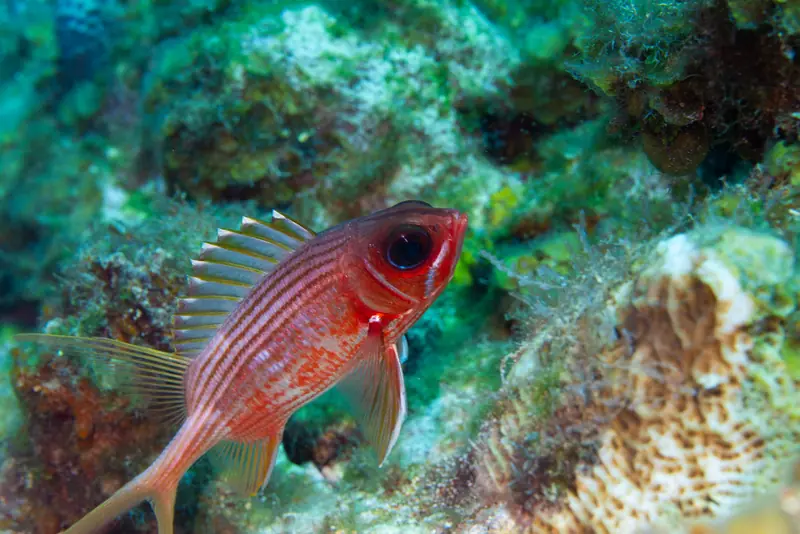Longspine squirrelfish (Holocentrus rufus)