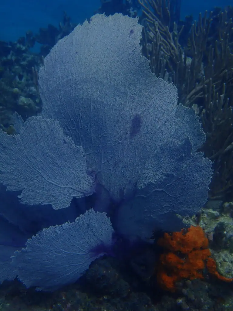 Purple sea fan (Gorgonia ventalina)