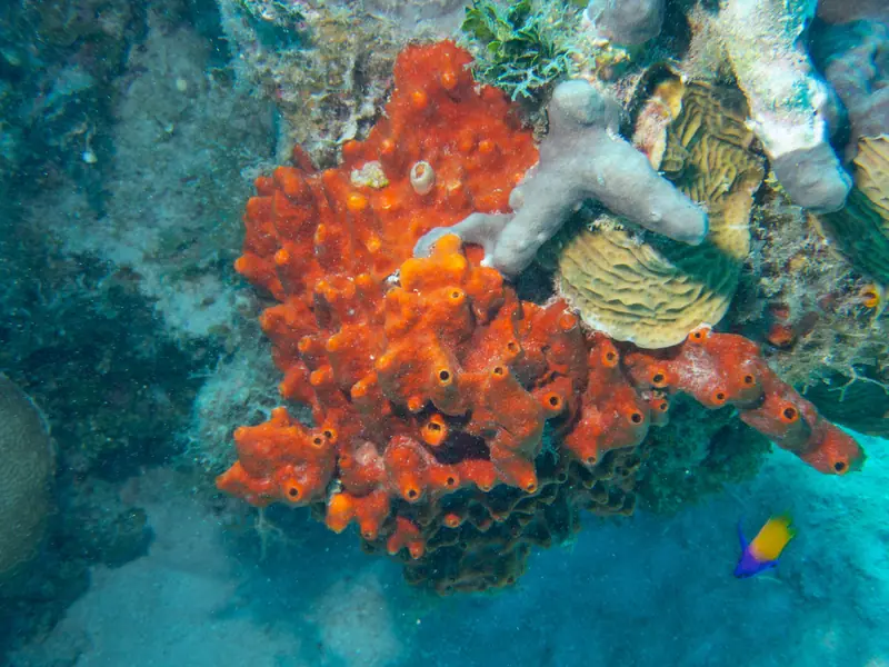 Brown encrusting octopus sponge (Ectyoplasia ferox)