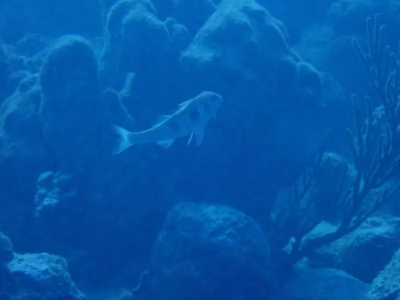 Spotted goatfish (Pseudupeneus maculatus)