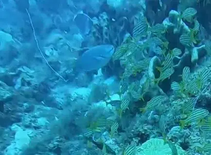 Sparisoma (Sparisoma)