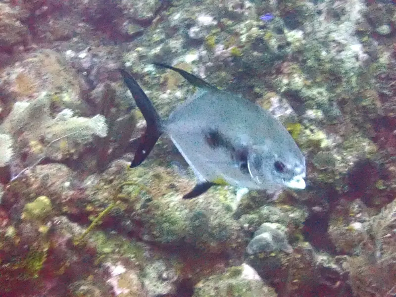 Permit (Trachinotus falcatus)