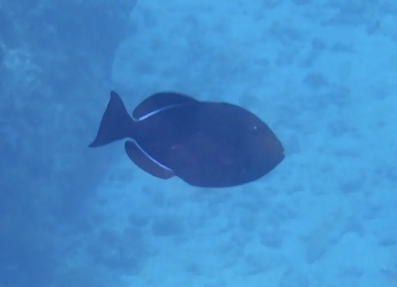 Black triggerfish (Melichthys niger)