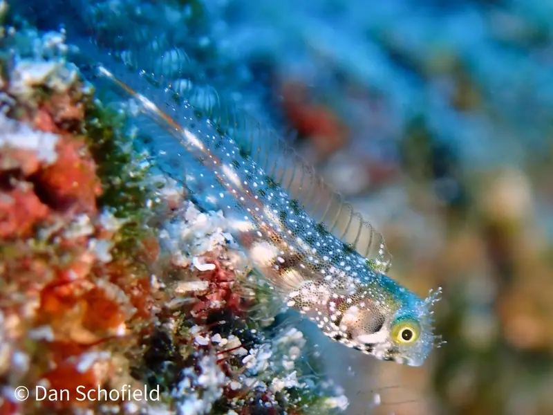 Spinyhead blenny (Acanthemblemaria spinosa)