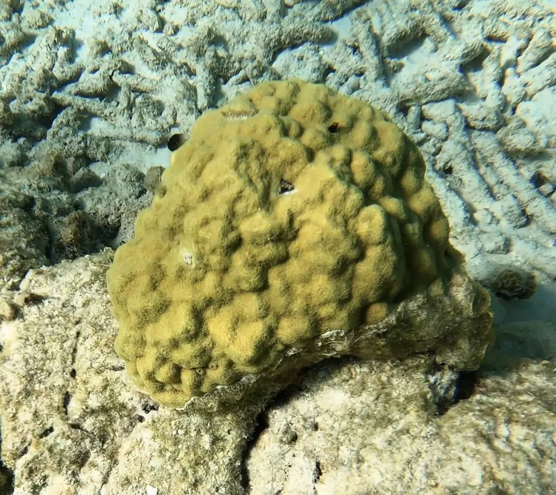 Mustard hill coral (Porites astreoides)