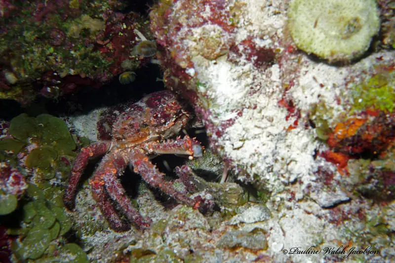 West indian spider crab (Maguimithrax spinosissimus)