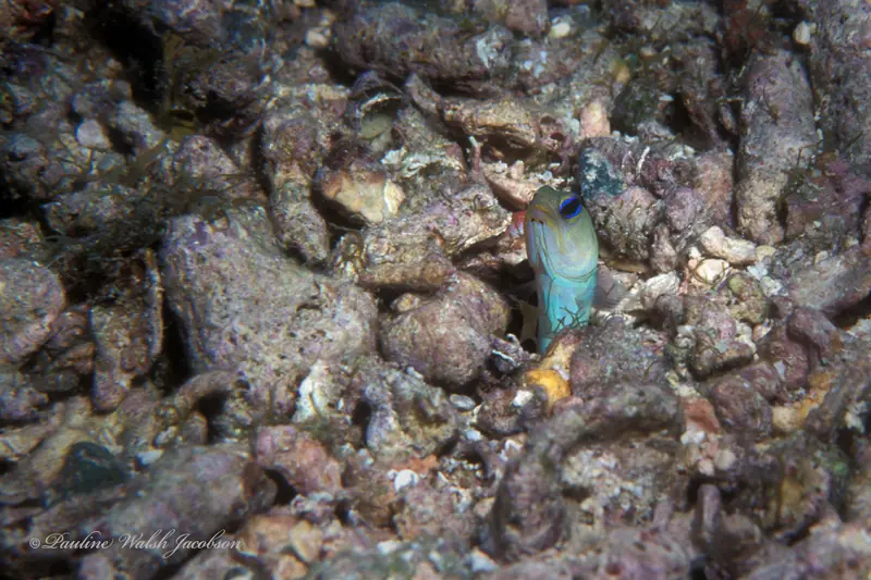 Yellowhead jawfish (Opistognathus aurifrons)