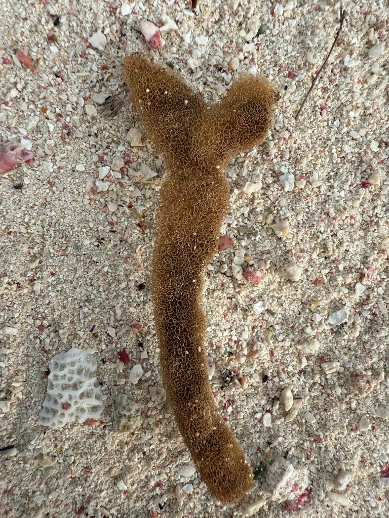 Scattered pore rope sponge (Aplysina fulva)