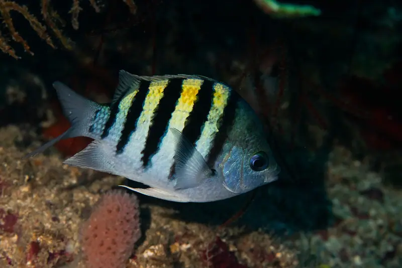 Atlantic sergeant major (Abudefduf saxatilis)