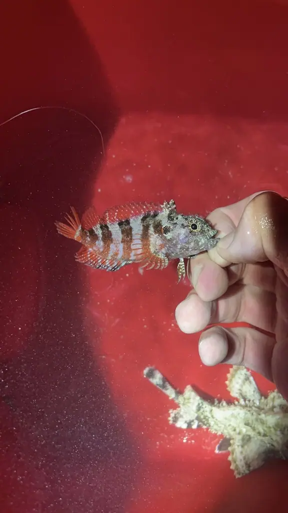 Mimic blenny (Gobioclinus guppyi)