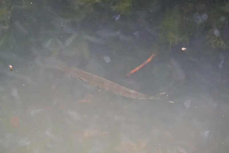 Great barracuda (Sphyraena barracuda)