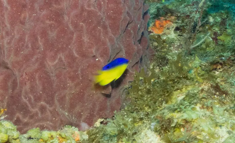 Beaugregory (Stegastes leucostictus)
