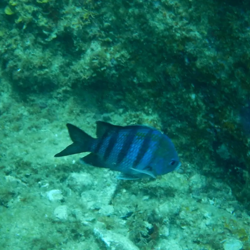 Atlantic sergeant major (Abudefduf saxatilis)