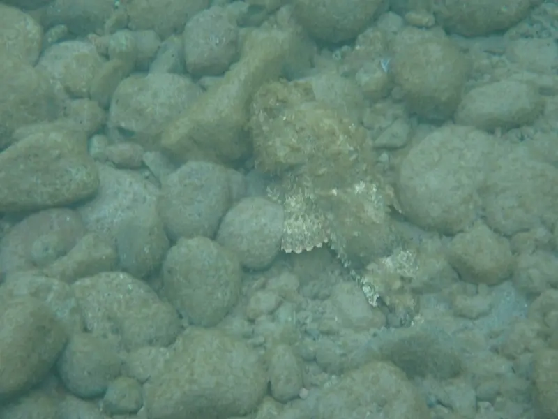 Spotted scorpionfish (Scorpaena plumieri)