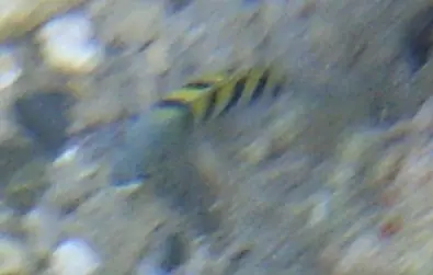 Atlantic sergeant major (Abudefduf saxatilis)