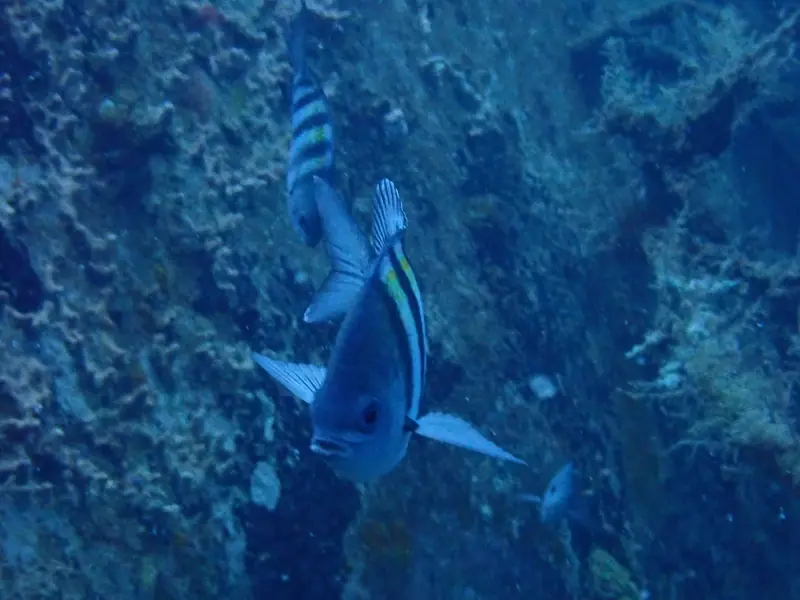 Atlantic sergeant major (Abudefduf saxatilis)