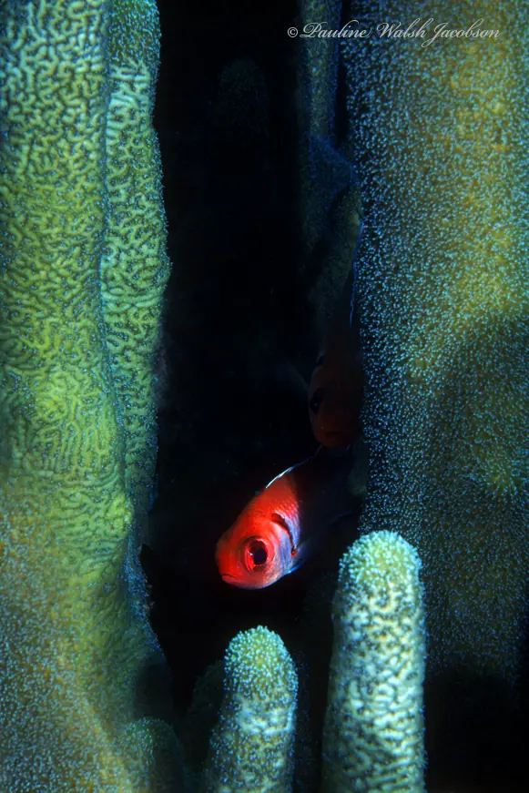 Blackbar soldierfish (Myripristis jacobus)