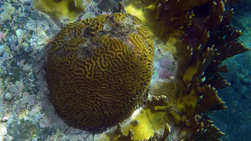 Boulder brain coral (Colpophyllia natans)