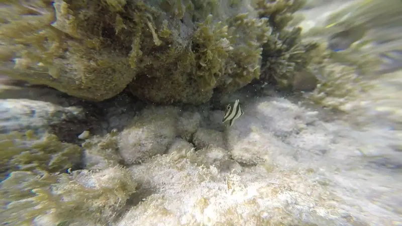 Banded butterflyfish (Chaetodon striatus)
