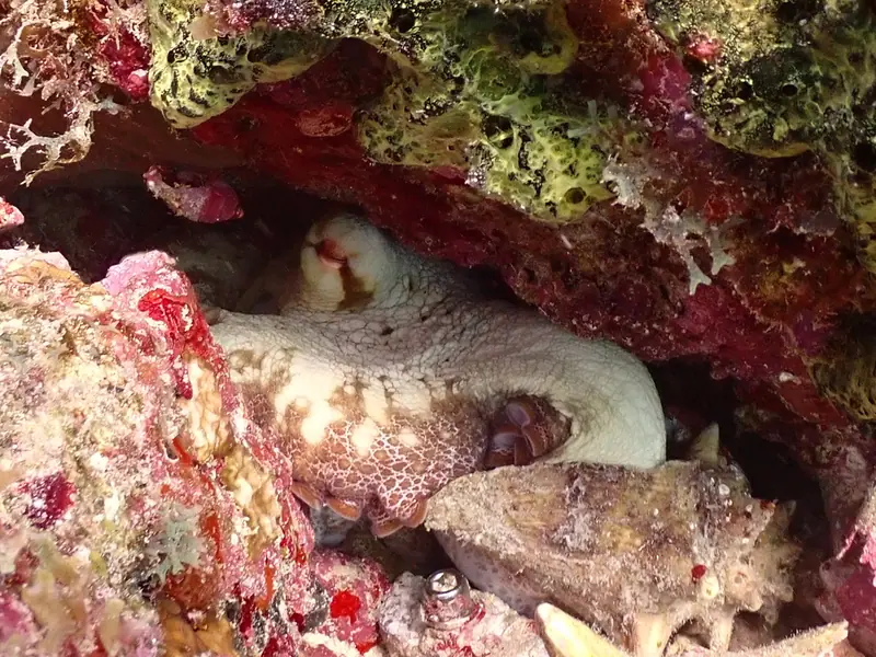 Brazilian reef octopus (Octopus insularis)