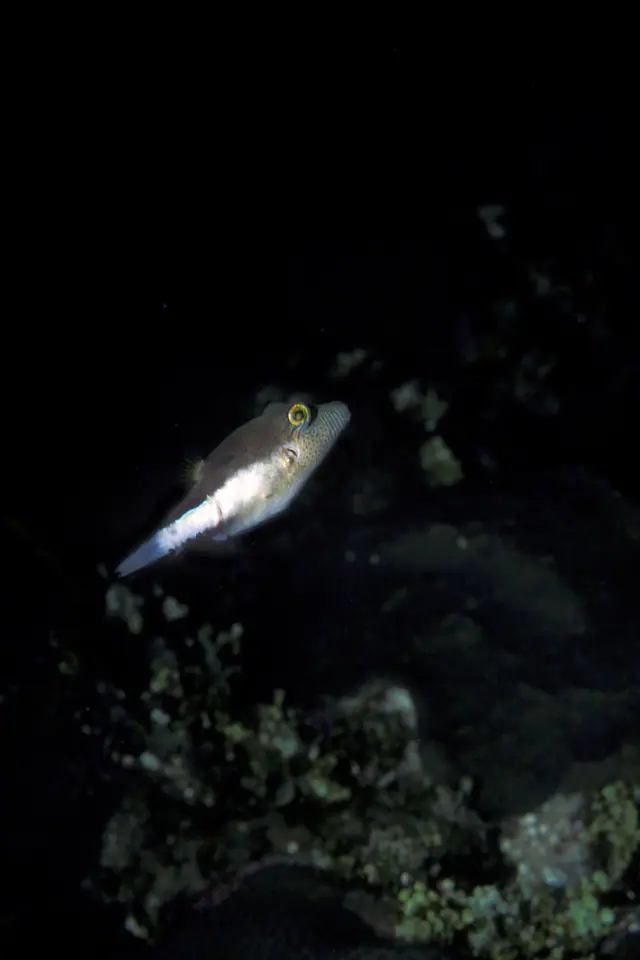 Caribbean sharpnose puffer (Canthigaster rostrata)