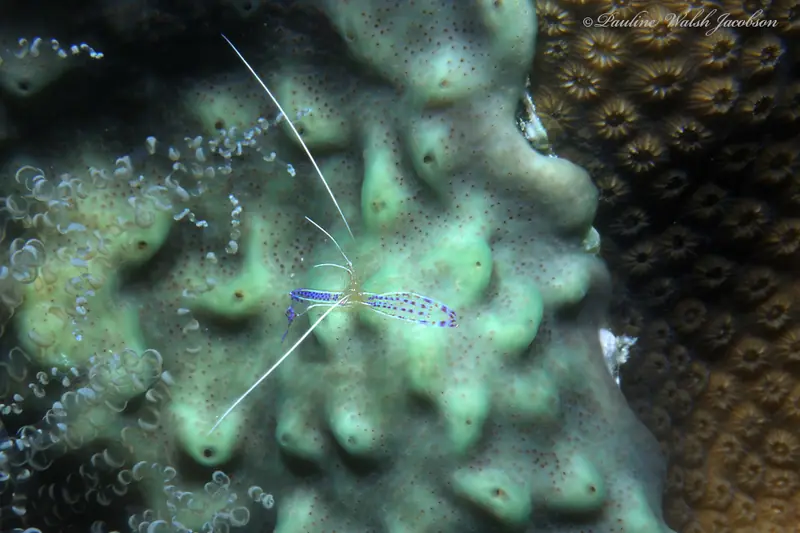 Pederson cleaner shrimp (Ancylomenes pedersoni)