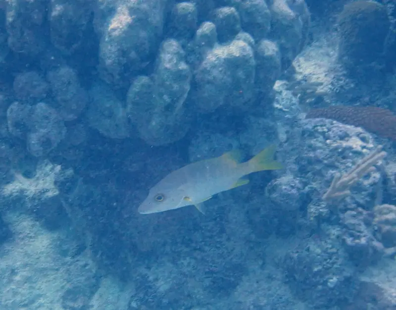 Schoolmaster snapper (Lutjanus apodus)