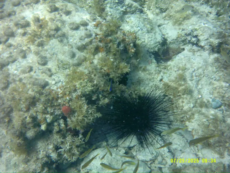 Atlantic long-spined sea urchin (Diadema antillarum)