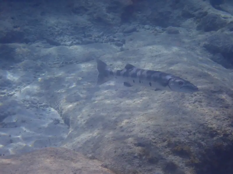 Great barracuda (Sphyraena barracuda)