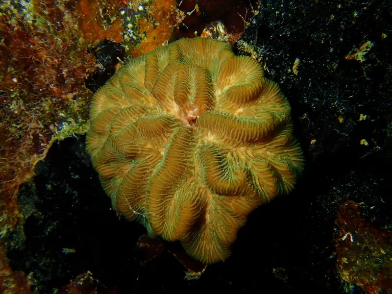 Boulder brain coral (Colpophyllia natans)