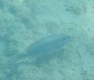 Redband parrotfish (Sparisoma aurofrenatum)