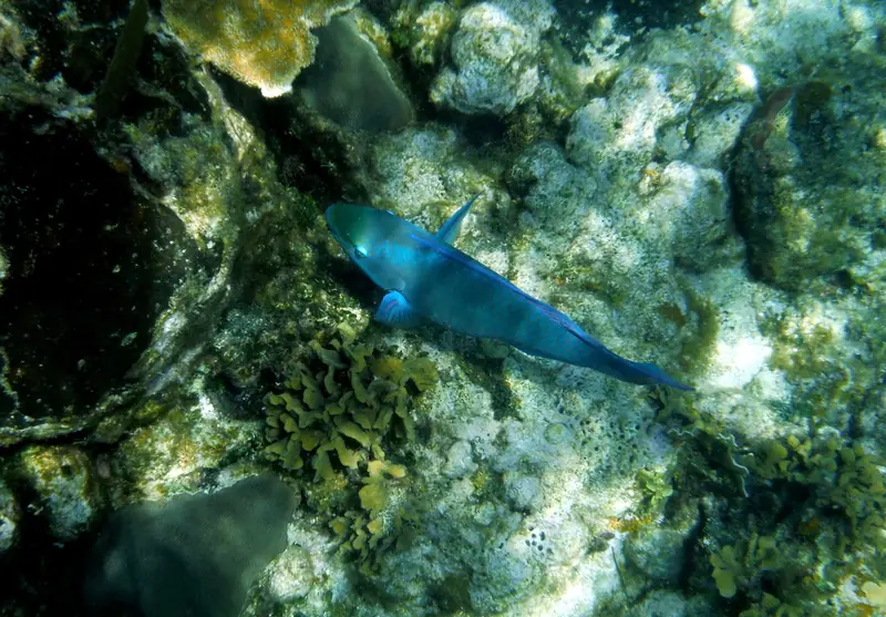 Queen parrotfish (Scarus vetula)