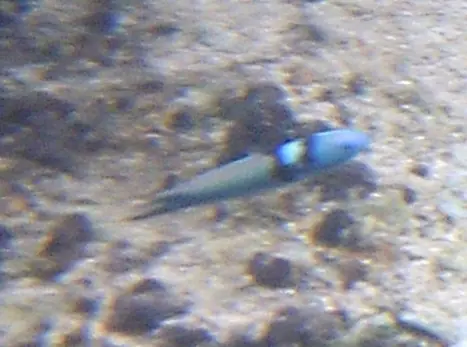 Caribbean bluehead wrasse (Thalassoma bifasciatum)