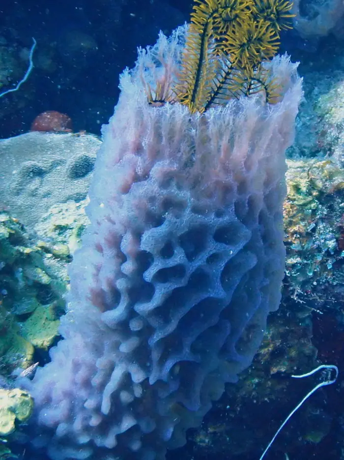 Azure vase sponge (Callyspongia plicifera)