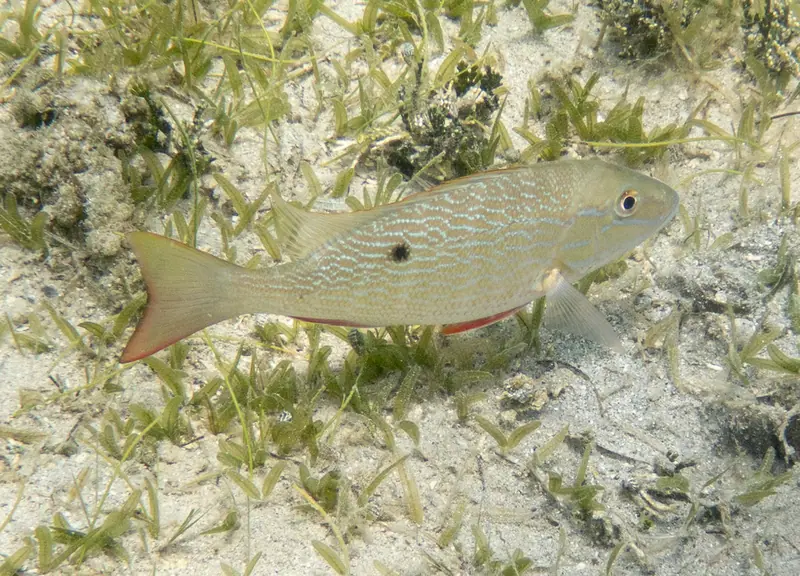 Mutton snapper (Lutjanus analis)