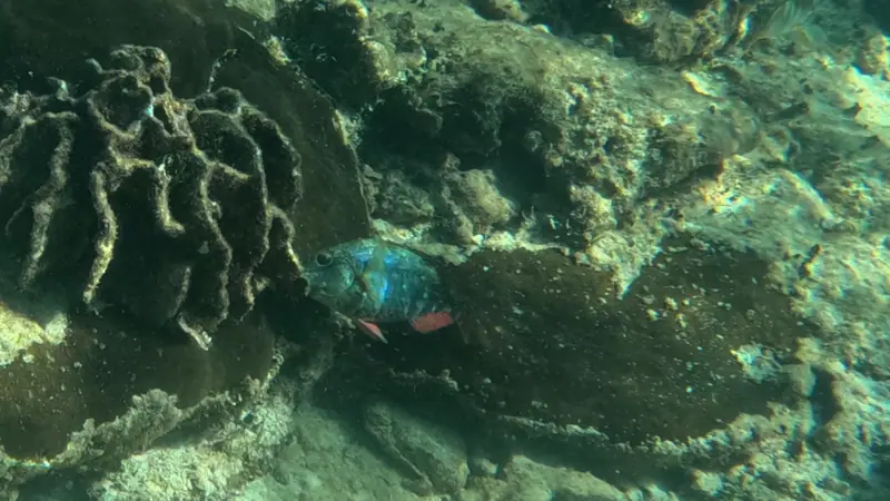 Redband parrotfish (Sparisoma aurofrenatum)