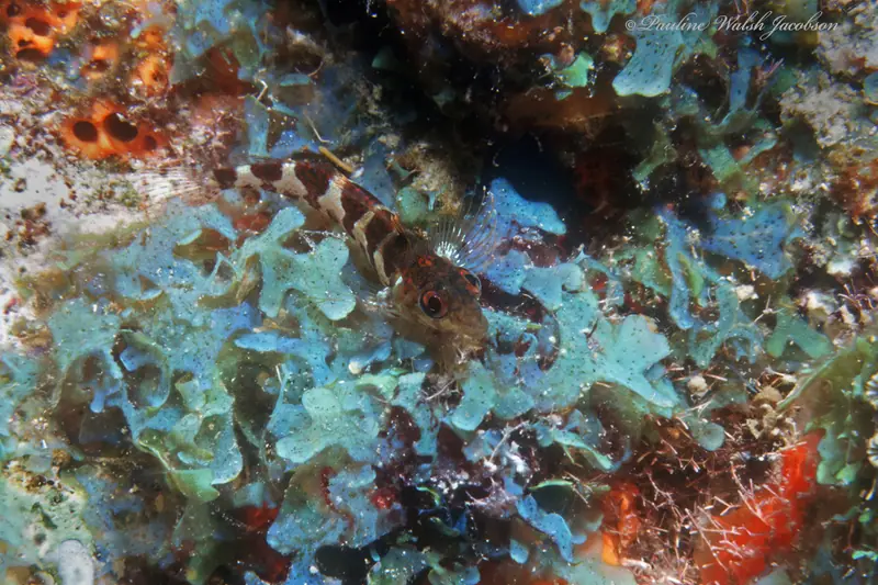 Saddled blenny (Malacoctenus triangulatus)