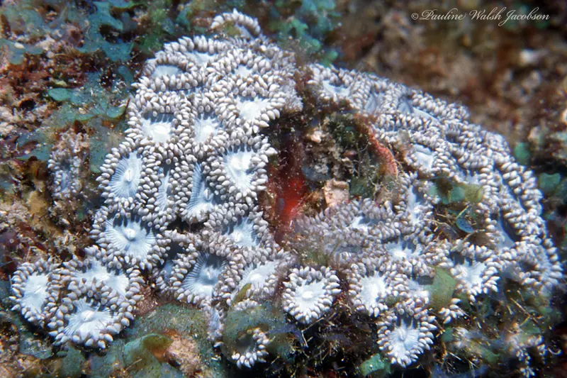 Mat zoanthid (Zoanthus pulchellus)