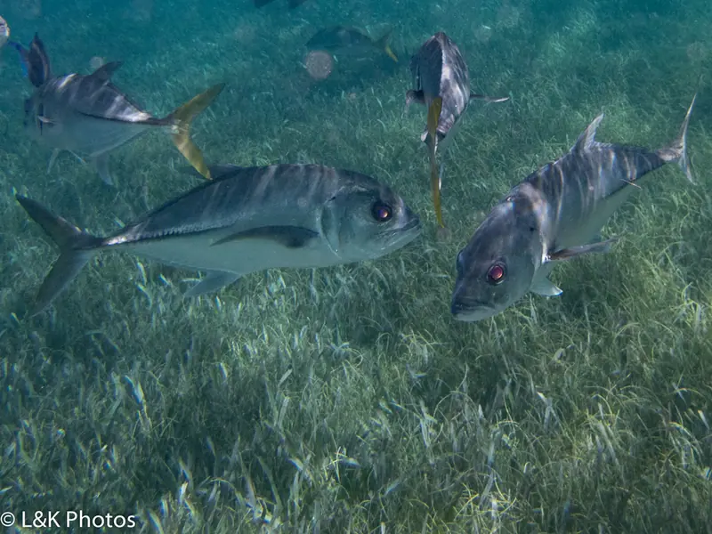 Horse-eye jack (Caranx latus)