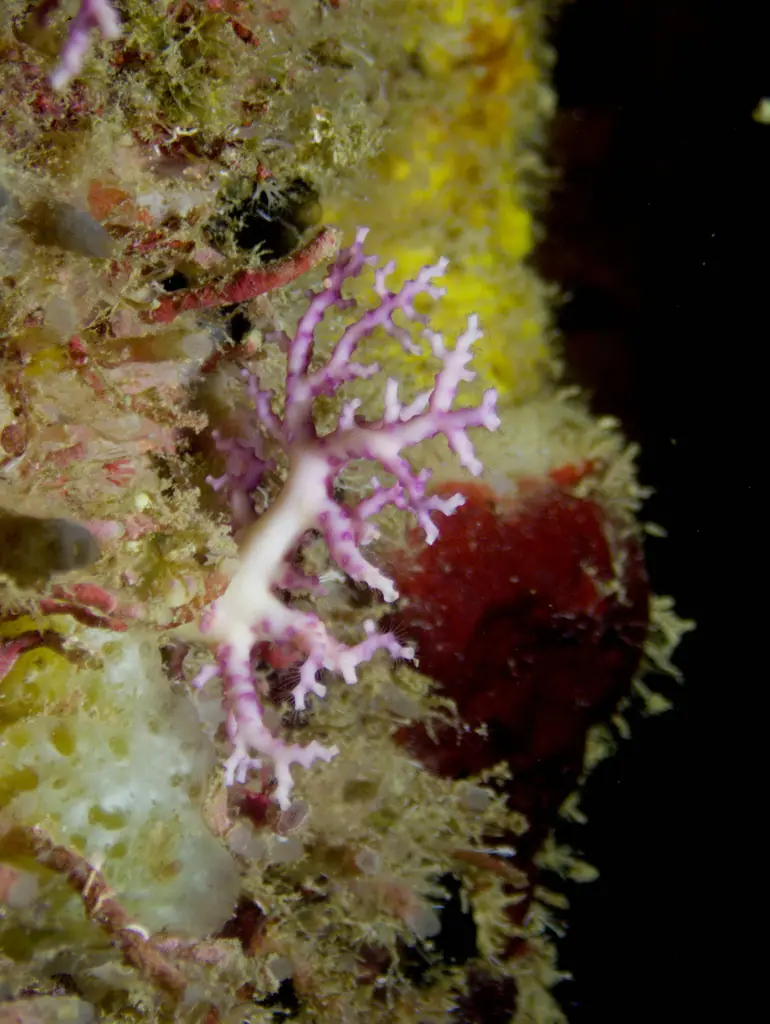 Rose lace coral (Stylaster roseus)
