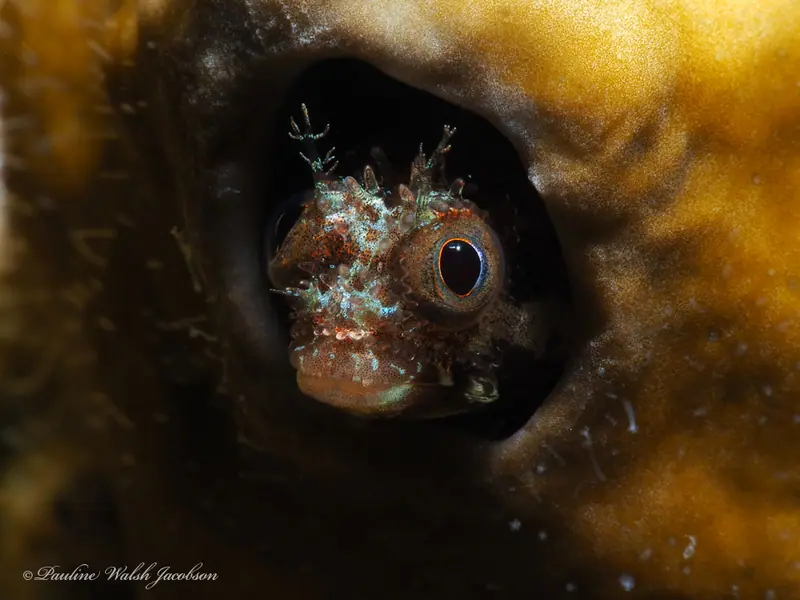 Secretary blenny (Acanthemblemaria maria)