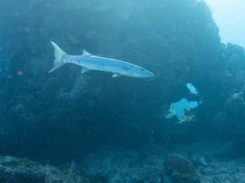 Great barracuda (Sphyraena barracuda)