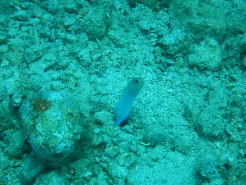Yellowhead jawfish (Opistognathus aurifrons)