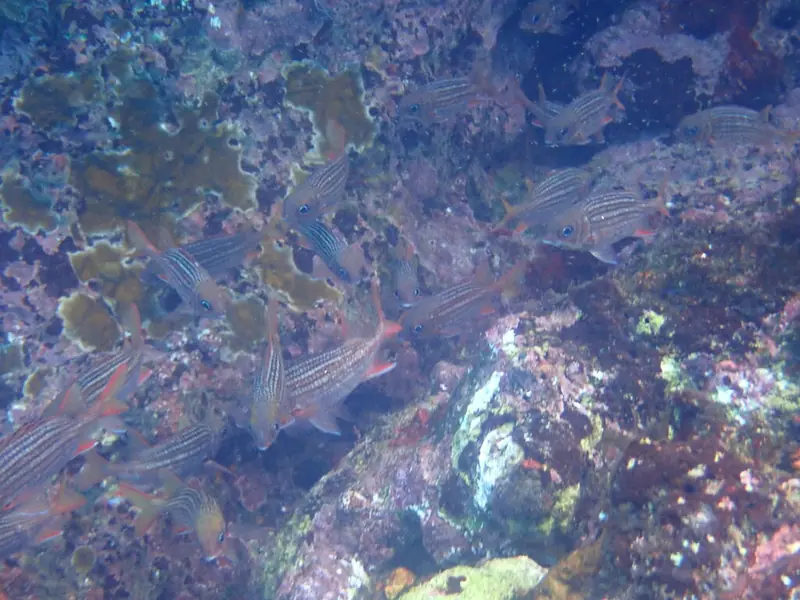 Dusky squirrelfish (Neoniphon vexillarius)