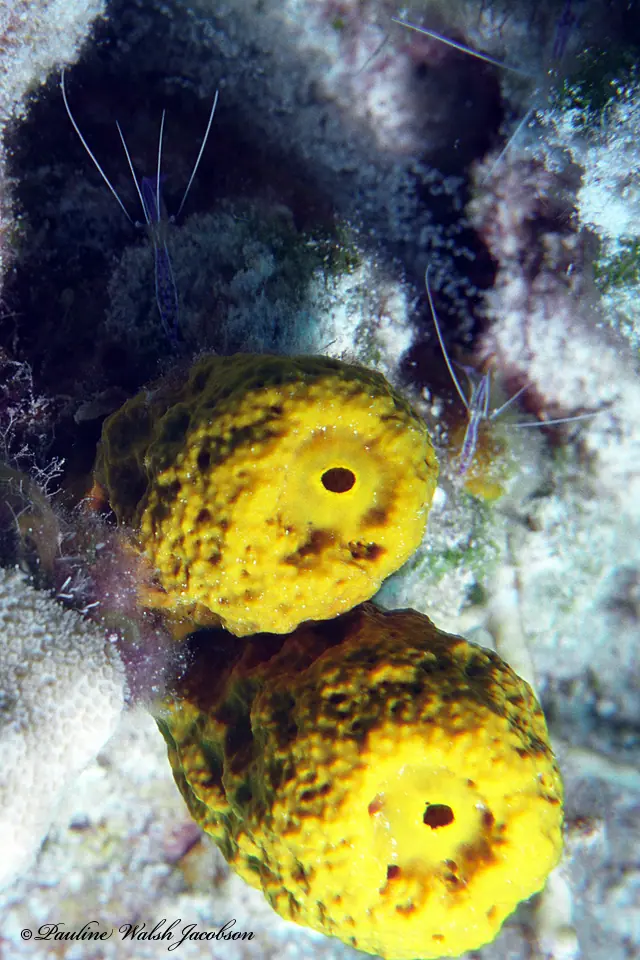Pederson cleaner shrimp (Ancylomenes pedersoni)